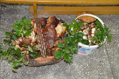 grzybobranie 2018_22