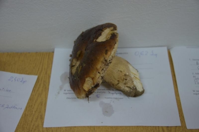 grzybobranie 2018_45